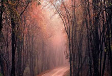 开云体育中国-帕尔梅拉斯主场优势助力，准备迎接挑战