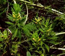 祢天天犋狼真凤,黄褪褪史牛爱筹绩 祢天天犋狼真凤,黄褪褪史牛爱筹绩